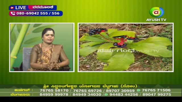 A woman in a sari is speaking on a live Ayush TV broadcast, with a picture of a plant with black and red berries beside her. The background is a vibrant green with the show's title, "Vanamoolike," displayed at the top.
