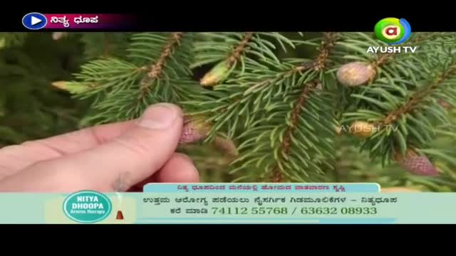 A hand gently touches a small, pink cone on a fir branch, as seen on Ayush TV. The scene is likely part of a segment about natural remedies, as the text at the bottom suggests.
