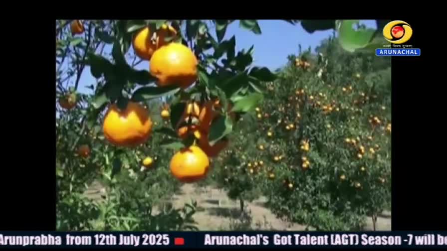 Oranges, bright and round, hang heavy on the branches of trees, bathed in sunlight. The scene is likely a segment from DD Arun Prabha, showcasing the harvest in India.
