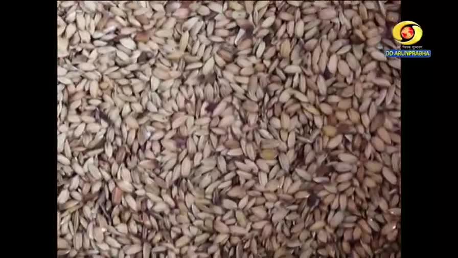 A close-up of what looks like grains of rice fills the screen, likely a segment from DD Arun Prabha in India. The individual grains are light brown and densely packed together.
