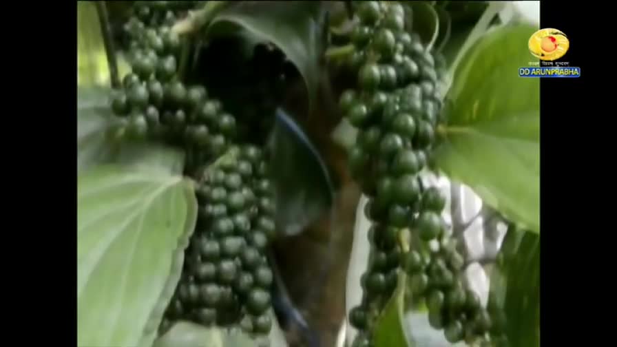 Clusters of green peppercorns hang heavily from the vine, alongside large, heart-shaped leaves. This segment from DD Arun Prabha in India shows the pepper plant in detail.
