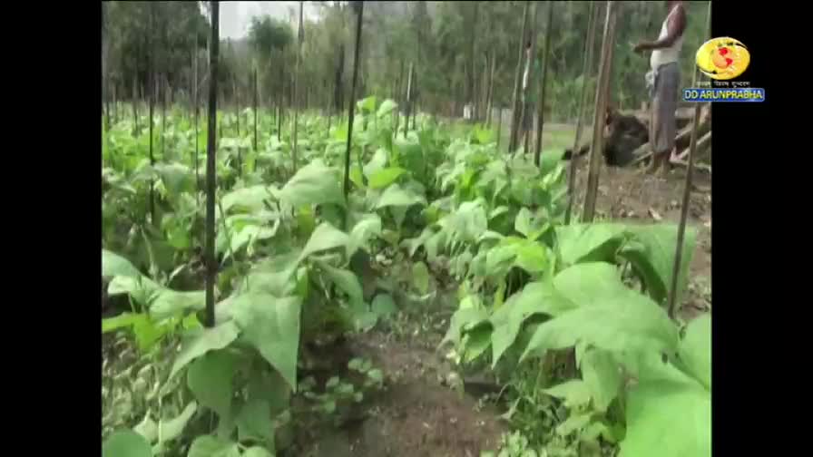 Rows of large, green leaves fill the field, supported by tall, thin poles. A man in a white shirt and pants stands near the edge, likely tending to the crop, as seen on DD Arun Prabha in India.
