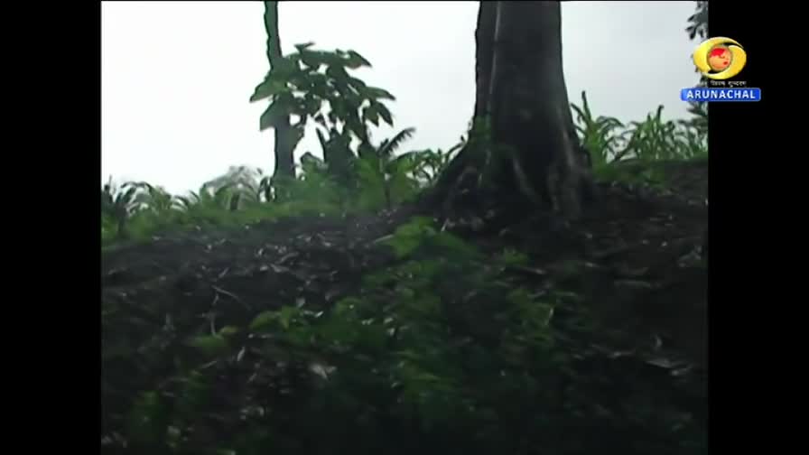 Rain falls on a hillside in Arunachal Pradesh, the dark trunks of trees rising from the lush greenery. A DD Arun Prabha logo sits in the corner.
