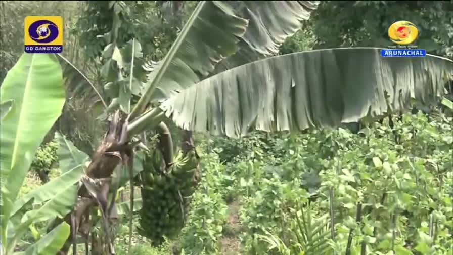 A banana tree, heavy with green fruit, dominates the frame, its broad leaves partially obscuring rows of other crops. The DD Arun Prabha logo is visible, broadcasting from India.
