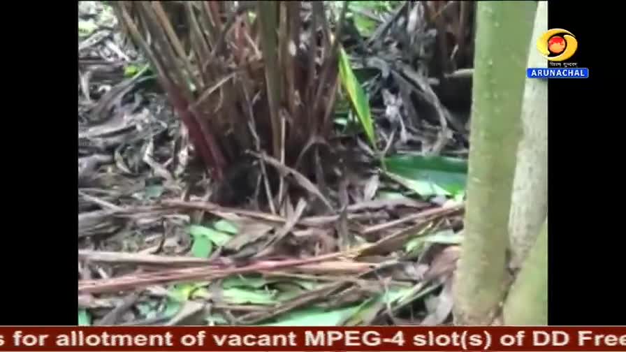 A cluster of reddish-brown stalks rises from the ground, surrounded by fallen leaves and green foliage. To the right, a smooth, pale green tree trunk stands in the frame, possibly part of a DD Arun Prabha broadcast from India.
