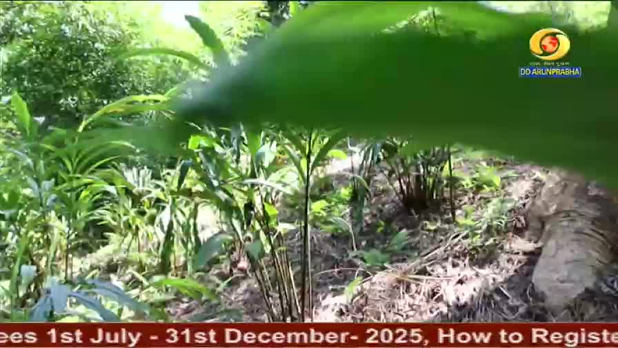 Dense green foliage fills the frame, with long, slender leaves dominating the foreground. The DD Arun Prabha logo sits in the top right, and the bottom displays text about registration dates.
