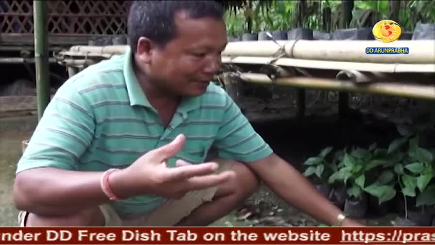 A man in a green striped shirt gestures towards small plants in black pots. The DD Arun Prabha logo is visible as he speaks, likely discussing the crops.
A man in a green striped shirt gestures towards small plants in black pots. The DD Arun Prabha logo is visible as he speaks, likely discussing the crops.