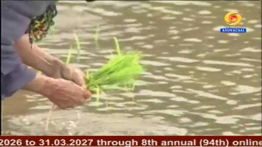 Hands carefully separate a clump of bright green rice seedlings. The seedlings are about to be planted in the muddy, flooded field. Hands carefully separate a clump of bright green rice seedlings. The seedlings are about to be planted in the muddy, flooded field.