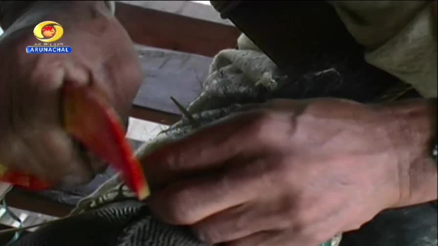 A hand with long, red-tipped nails carefully handles a small, grey bird. The DD Arun Prabha logo is visible in the corner.