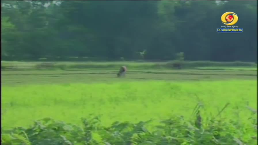 A figure on a bicycle pedals through a vibrant green rice paddy. The DD Arun Prabha logo is visible in the upper right corner.