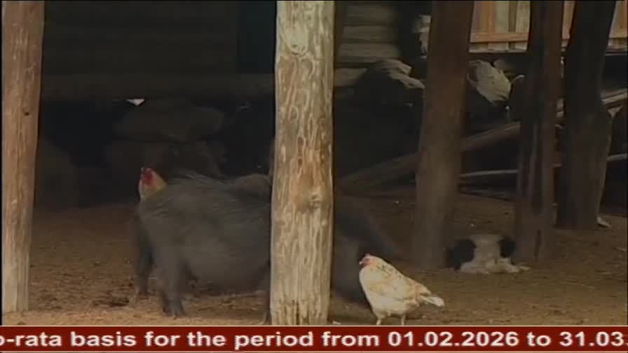 A large, dark pig stands in the dirt, its snout nudging the ground. A white hen pecks at the scattered feed nearby, while another chicken rests in the shadows.