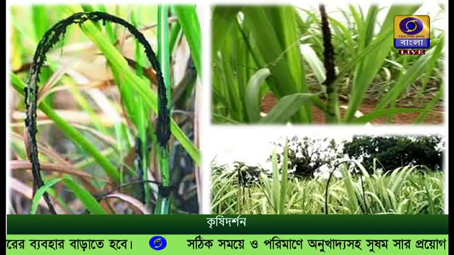 The image shows close-ups of crops, some with a dark, sooty coating. The DD Bangla logo is in the corner, and the text at the bottom discusses agricultural practices.
