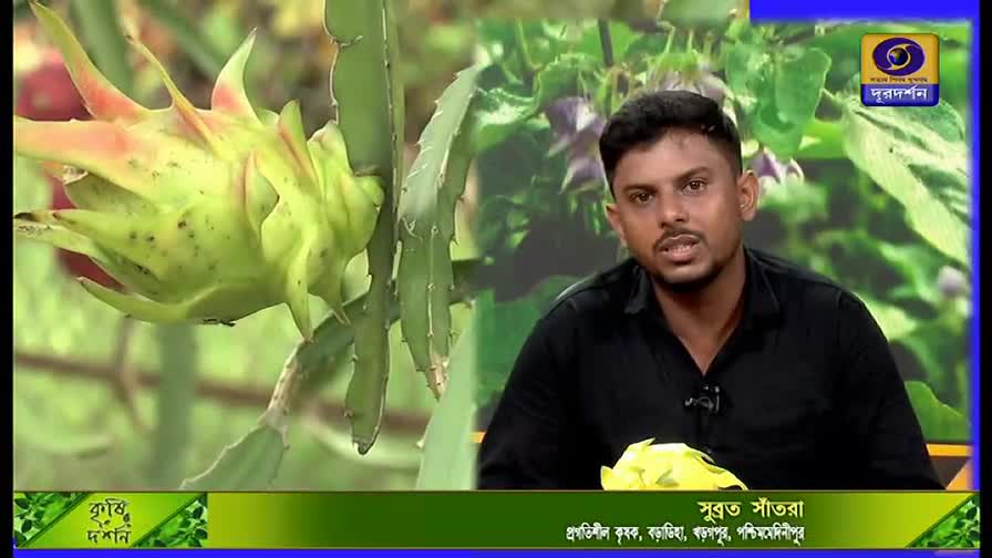 A man in a black shirt speaks earnestly on a DD Bangla program, with a dragon fruit plant visible behind him. A close-up of the fruit, still green and spiky, is on display.
