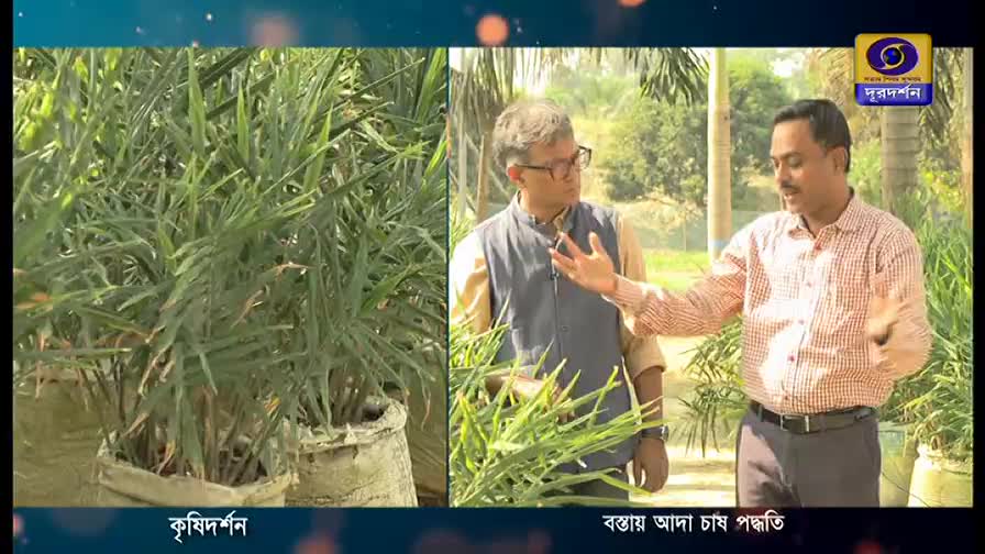 Two men stand in a field, gesturing at the ginger plants in front of them, as part of a DD Bangla program. The plants are in sacks, and the man in the red and white shirt is explaining something.
Two men stand in a field, gesturing at the ginger plants in front of them, as part of a DD Bangla program. The plants are in sacks, and the man in the red and white shirt is explaining something.
