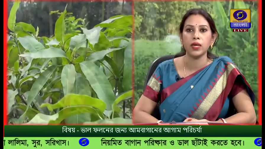 On DD Bangla, a woman in a blue and red sari is speaking, with a close-up of green leaves to her left. The lower third of the screen displays Bengali text about orchard care.
On DD Bangla, a woman in a blue and red sari is speaking, with a close-up of green leaves to her left. The lower third of the screen displays Bengali text about orchard care.