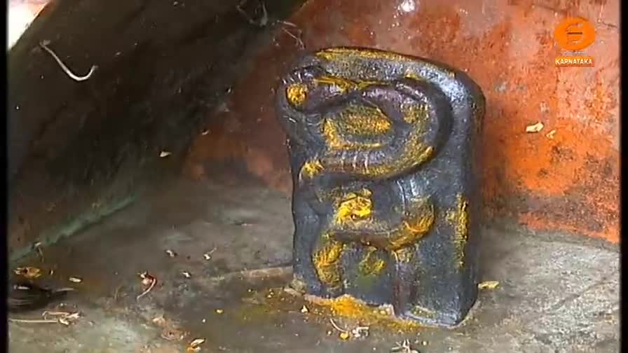 A dark, carved stone statue of a snake stands upright, dusted with yellow powder. The backdrop is a simple, aged wall with a logo indicating a broadcast from Karnataka, India.
