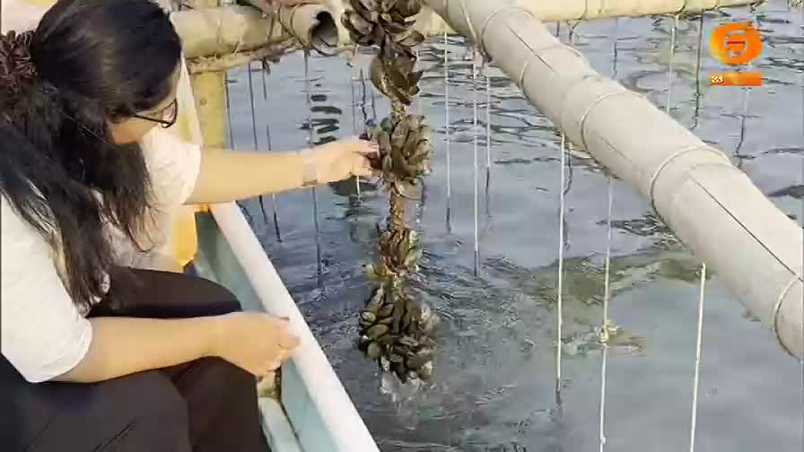 A woman in a boat gently examines a rope strung with clusters of mussels. The water ripples around the submerged lines, part of a mussel farming operation.
A woman in a boat gently examines a rope strung with clusters of mussels. The water ripples around the submerged lines, part of a mussel farming operation.