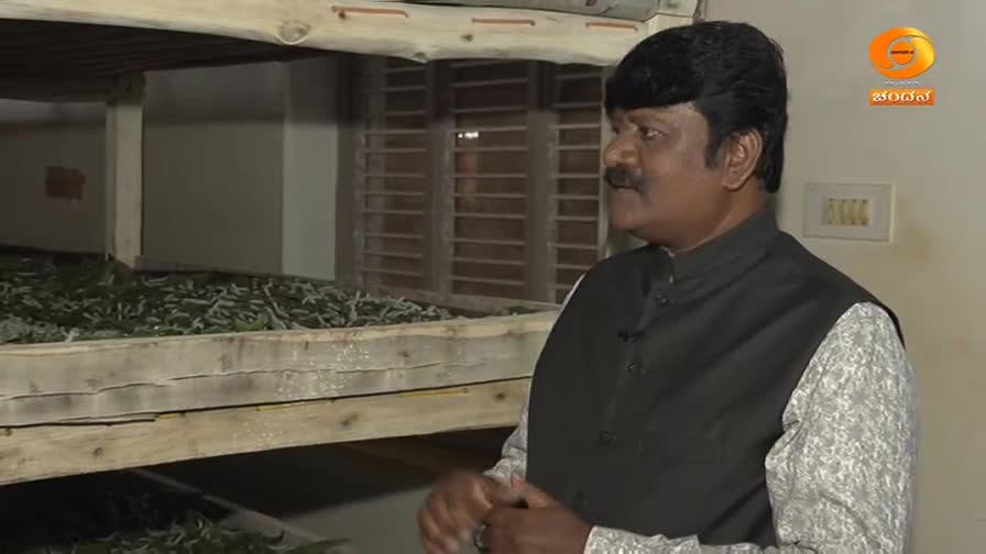 Rows of silkworms wriggle on wooden trays, their bodies a pale green against the leaves. A man in a dark vest speaks, his face turned slightly away from the camera.