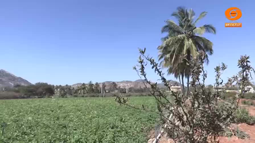 The DD Chandana logo sits atop a clear blue sky over a lush green field. Coconut trees sway gently in the Indian countryside.