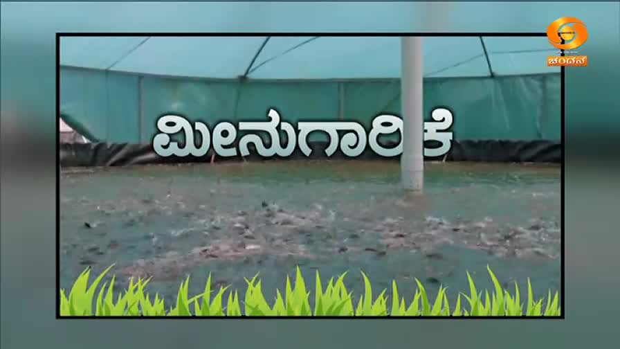 A school of small fish churn the murky water in a pond. A white pipe rises from the center of the enclosure, supporting a green tarp overhead.