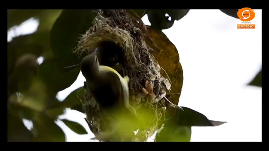 A small, yellow-breasted bird dips its beak into a woven nest nestled amongst green leaves. The DD Chandana logo appears in the corner, a familiar sight on Indian television.