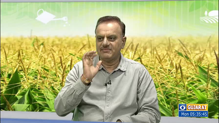 A man in a grey shirt gestures with his right hand, speaking in front of a backdrop of a field of crops. The DD Girnar logo is visible in the corner, and the time is displayed.
