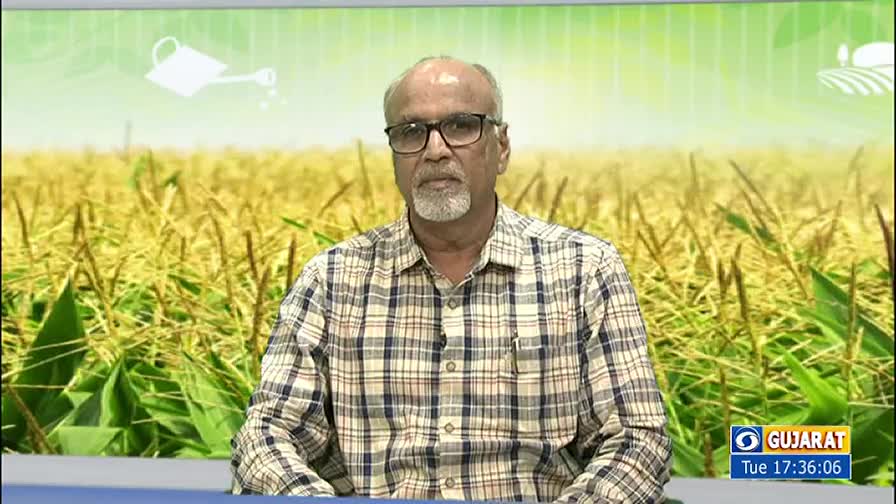 A man in glasses and a plaid shirt sits in front of a backdrop of crops, likely on a DD Girnar broadcast. He's looking directly at the camera, probably about to speak.
