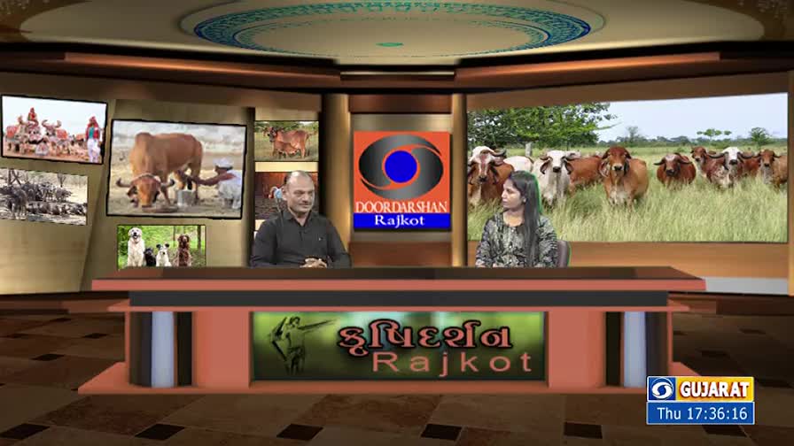 Two people sit behind a desk, facing the camera, with images of cattle and rural scenes displayed on screens behind them. The logo for Doordarshan Rajkot is visible, suggesting a broadcast from Gujarat, India.

