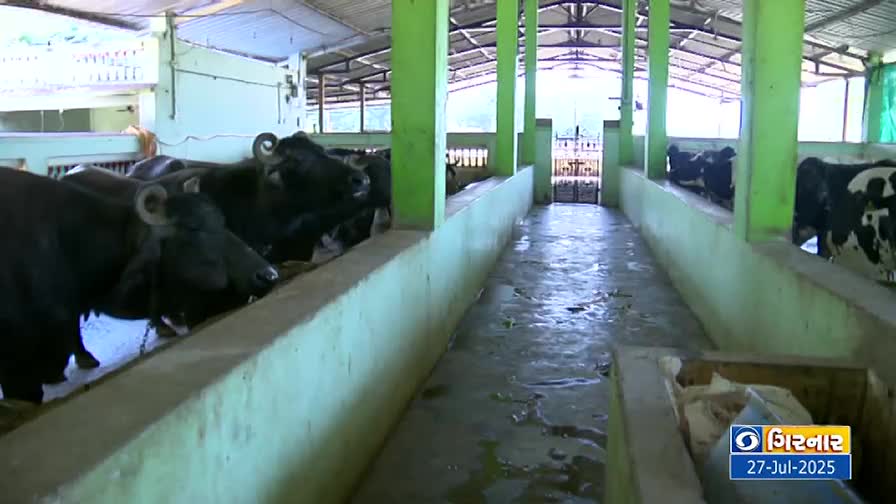 Black buffaloes and spotted cows stand in stalls, their heads peering over the concrete barriers. The floor is wet, and the open-air structure has a corrugated metal roof.

