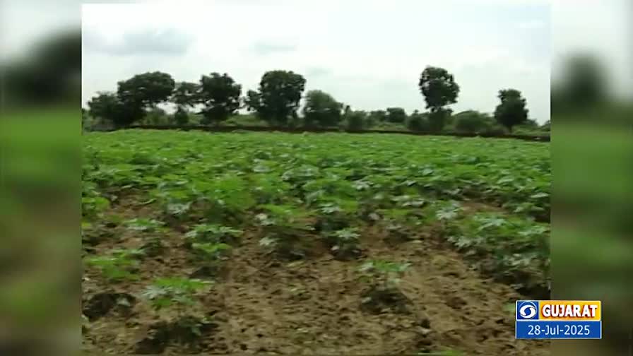 A field of green crops stretches out, with trees dotting the horizon under an overcast sky. The scene is peaceful, likely somewhere in Gujarat, as the DD Girnar broadcast indicates.
