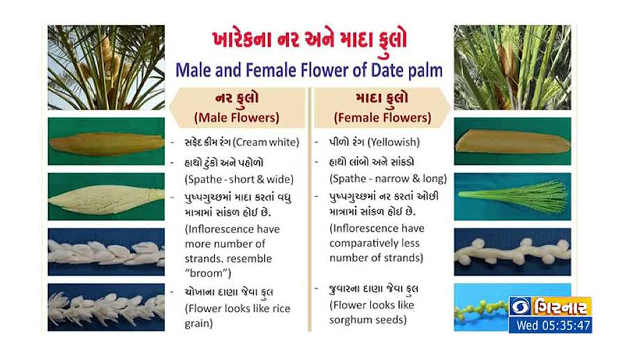 On a DD Girnar broadcast, a side-by-side comparison details the differences between male and female date palm flowers. The screen shows images of the flowers, along with descriptions in Gujarati and English.
