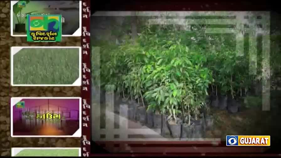 Young saplings, cradled in black pots, are lined up in neat rows. The dense green foliage of the plants fills the frame, likely a segment from DD Girnar, Gujarat.
