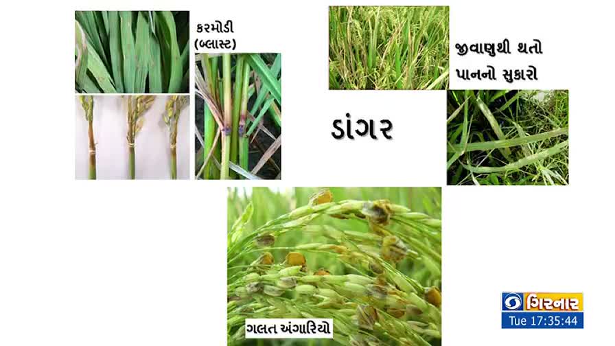 The screen shows images of rice crops, with labels in Gujarati describing different diseases. DD Girnar's logo is visible, along with the time.
