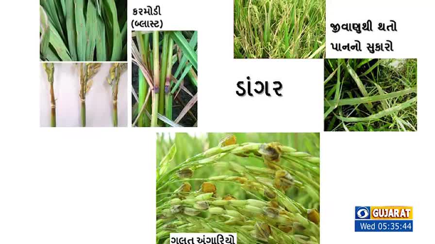 The image shows close-up photos of rice crops, some with signs of disease. The text in Gujarati identifies the problems, likely for a DD Girnar broadcast.
