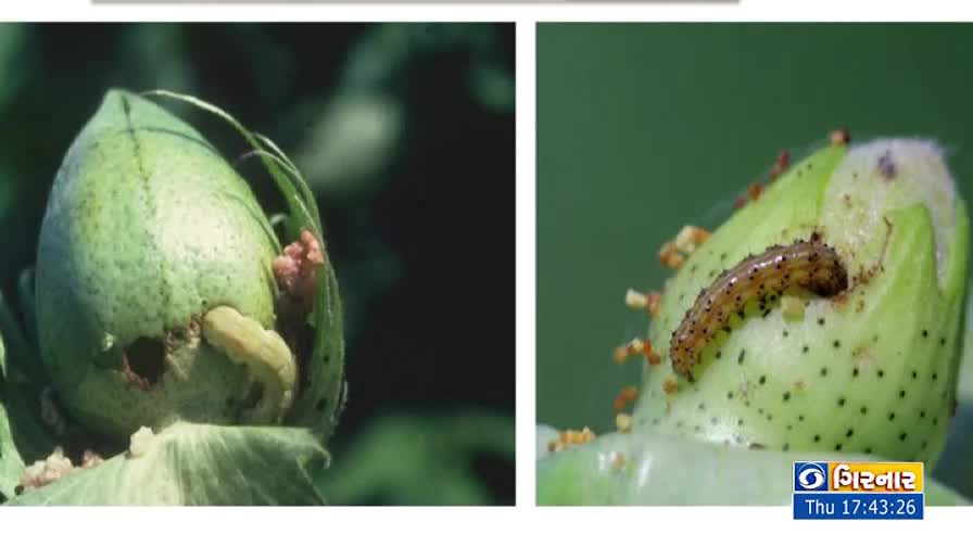 A green cotton boll is being eaten by a small, brown caterpillar. The insect is nestled inside the flower's petals, leaving visible holes in the plant.

