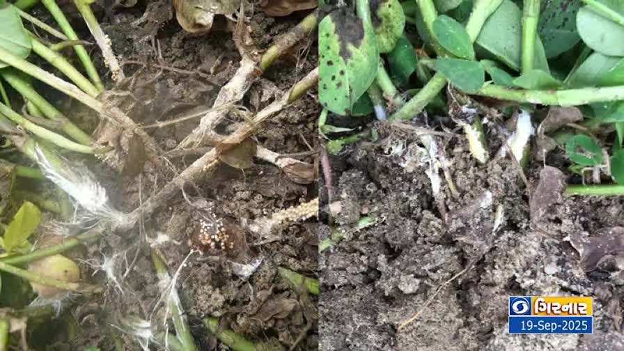 Roots and stems are visible, partially buried in the dark soil, with some leaves showing signs of disease. White, stringy mold is growing around the base of the plant.

