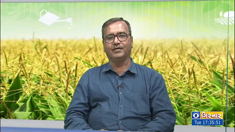 A man in glasses and a blue shirt speaks directly to the camera, with a backdrop of a field of crops. The DD Girnar logo and time stamp are visible in the lower right corner.
