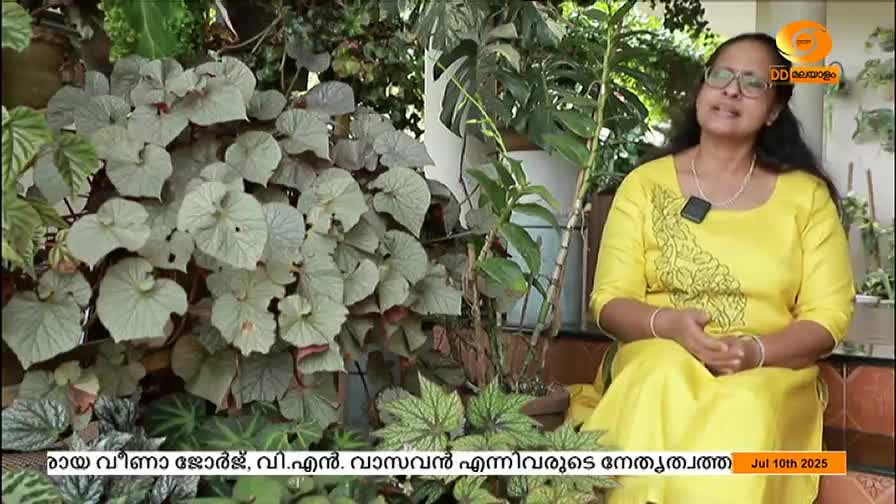A woman in a bright yellow dress sits in front of a lush display of plants, speaking on a DD Malayalam broadcast. Behind her, the large, silvery leaves of a begonia cascade down, framing the scene.
