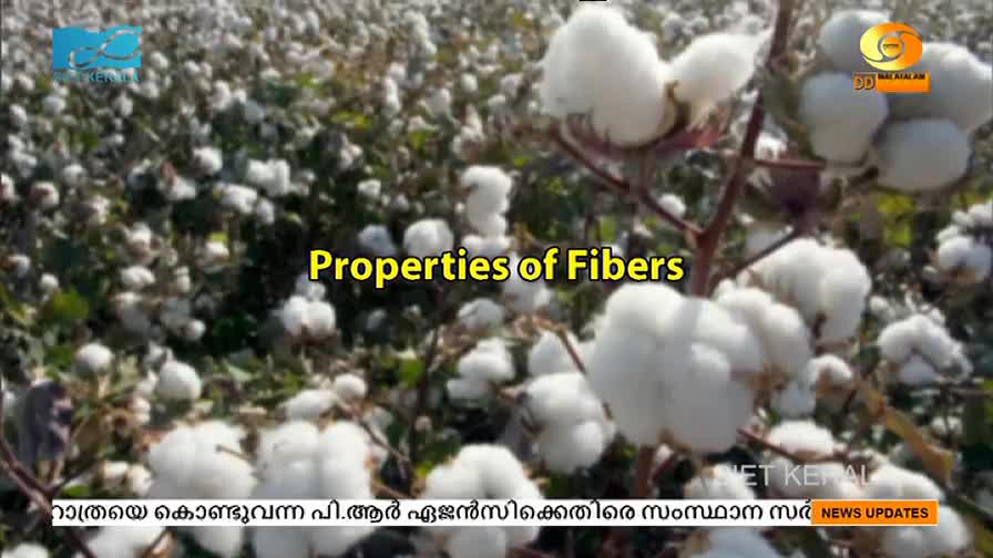 Fluffy white cotton bolls burst open on the plants, filling the frame. The DD Malayalam logo and the words "Properties of Fibers" are superimposed on the scene.
