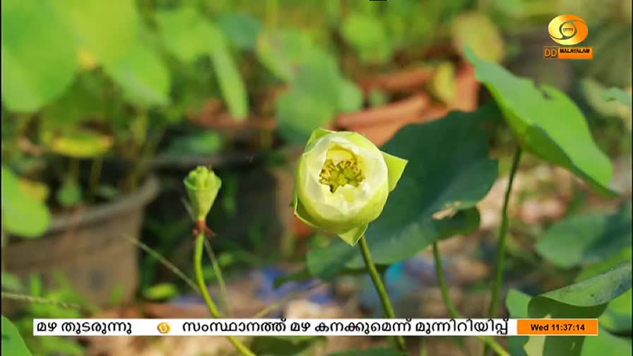 A lotus flower, just beginning to open, is the focal point, its pale petals framing a bright yellow center. Nearby, a seed pod stands tall, and the DD Malayalam logo is visible in the corner.
