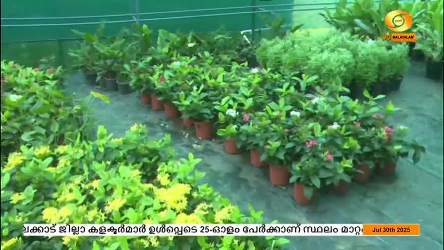 Rows of potted plants, some with red and white flowers, are neatly arranged under a green covering. The DD Malayalam logo is in the top right corner, and text at the bottom mentions "Jul 30th 2025."
