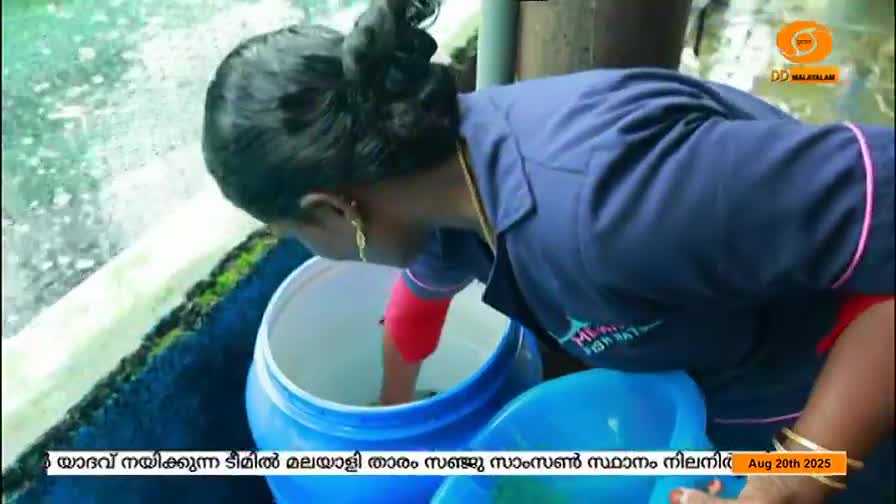 A woman in a blue uniform reaches into a blue bucket, her hand submerged in the water. The DD Malayalam logo is visible in the corner.
