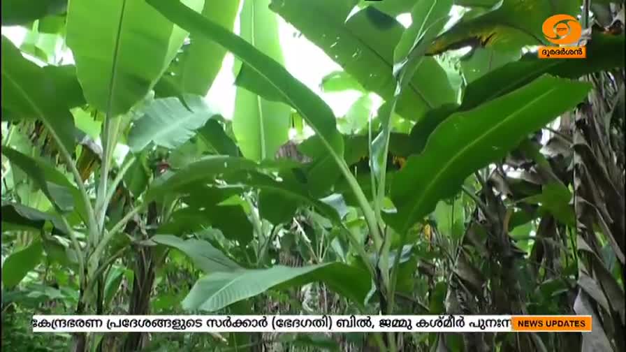 Towering banana plants fill the frame, their broad leaves a vibrant green. The DD Malayalam logo is visible in the top right corner, and news updates scroll along the bottom.
