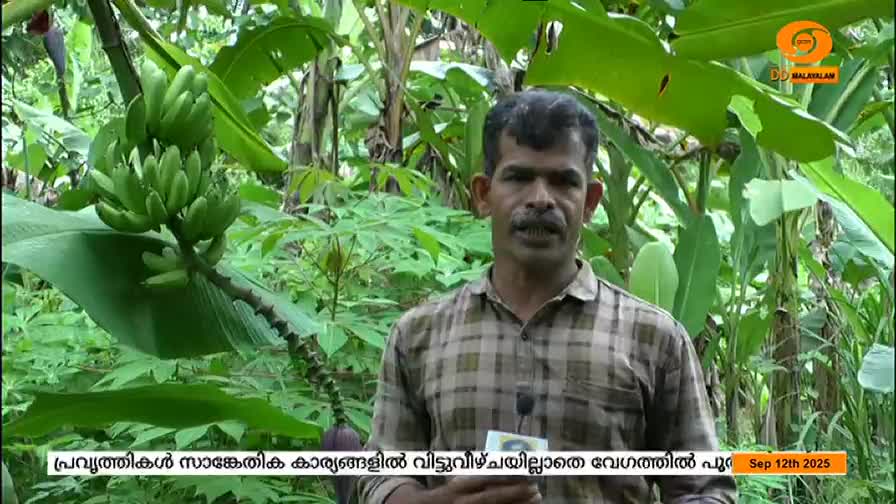 A man stands in a lush green field, speaking into a microphone, with a bunch of green bananas hanging nearby. The DD Malayalam logo is visible in the corner, and text appears at the bottom of the screen.
