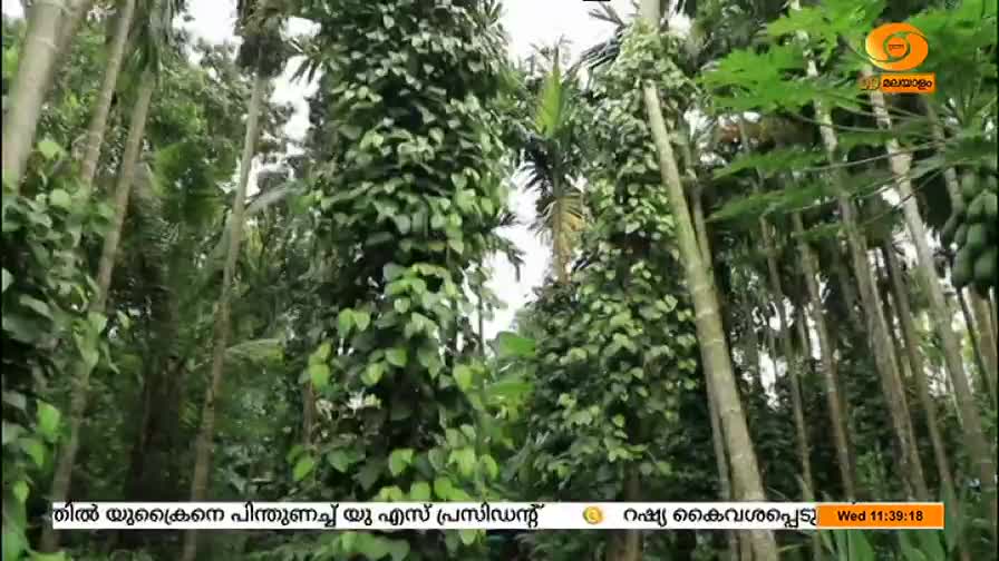 Tall, slender trees rise from the undergrowth, some wrapped in thick vines laden with leaves. The DD Malayalam logo is visible in the corner, and the news ticker at the bottom scrolls across the screen.
