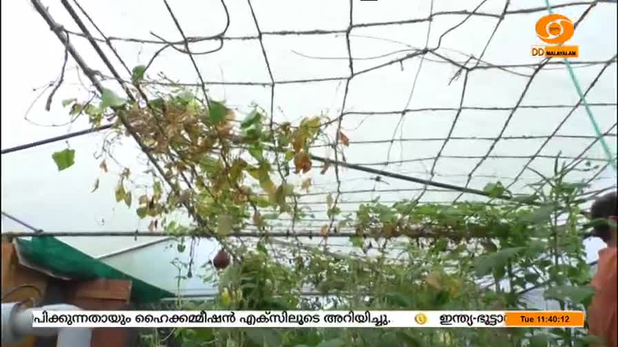 Under a wire trellis, vines with green and drying leaves climb. The scene, broadcast by DD Malayalam, shows a glimpse of a small garden with what looks like passion fruit hanging.
