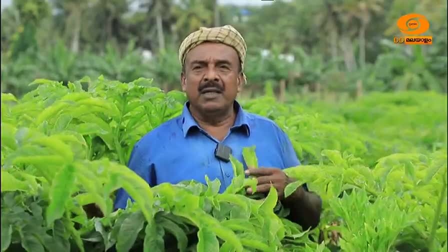 A man in a blue shirt stands amidst a field of large, green leaves, holding a sample. He's speaking, likely for the DD Malayalam program, with a logo in the corner.
A man in a blue shirt stands amidst a field of large, green leaves, holding a sample. He's speaking, likely for the DD Malayalam program, with a logo in the corner.