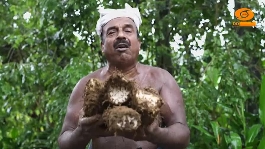 A man, wearing a white cloth on his head, holds several large, muddy root vegetables in front of him. He’s speaking, likely for DD Malayalam, with a backdrop of lush green foliage.
A man, wearing a white cloth on his head, holds several large, muddy root vegetables in front of him. He’s speaking, likely for DD Malayalam, with a backdrop of lush green foliage.