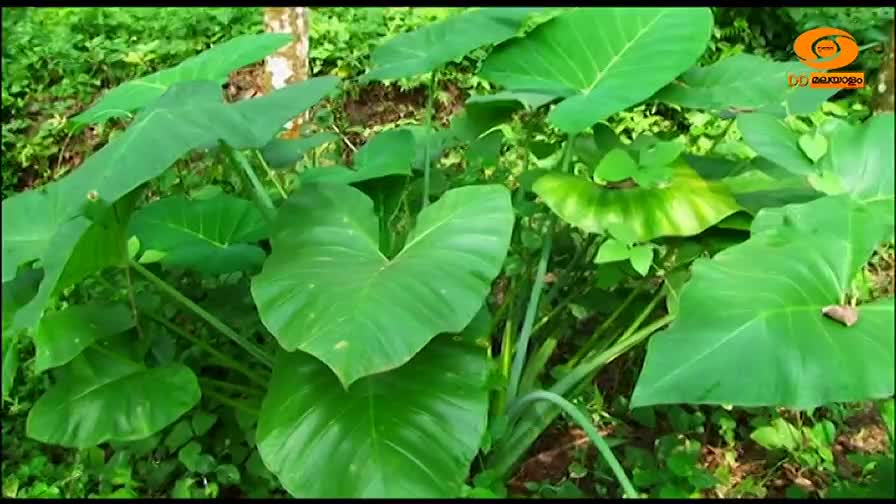 Large, heart-shaped leaves of the taro plant dominate the frame, their deep green color contrasting with the surrounding foliage. The DD Malayalam logo sits in the corner, suggesting this is a segment about local agriculture.
Large, heart-shaped leaves of the taro plant dominate the frame, their deep green color contrasting with the surrounding foliage. The DD Malayalam logo sits in the corner, suggesting this is a segment about local agriculture.