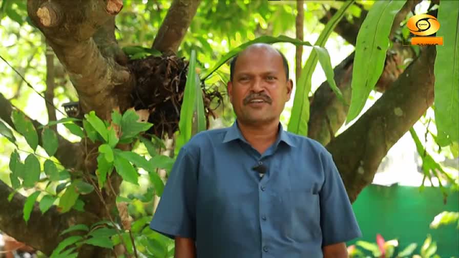 A man in a blue shirt stands in front of a backdrop of lush green foliage. The DD Malayalam logo sits in the corner, suggesting a segment on nature or gardening.
A man in a blue shirt stands in front of a backdrop of lush green foliage. The DD Malayalam logo sits in the corner, suggesting a segment on nature or gardening.